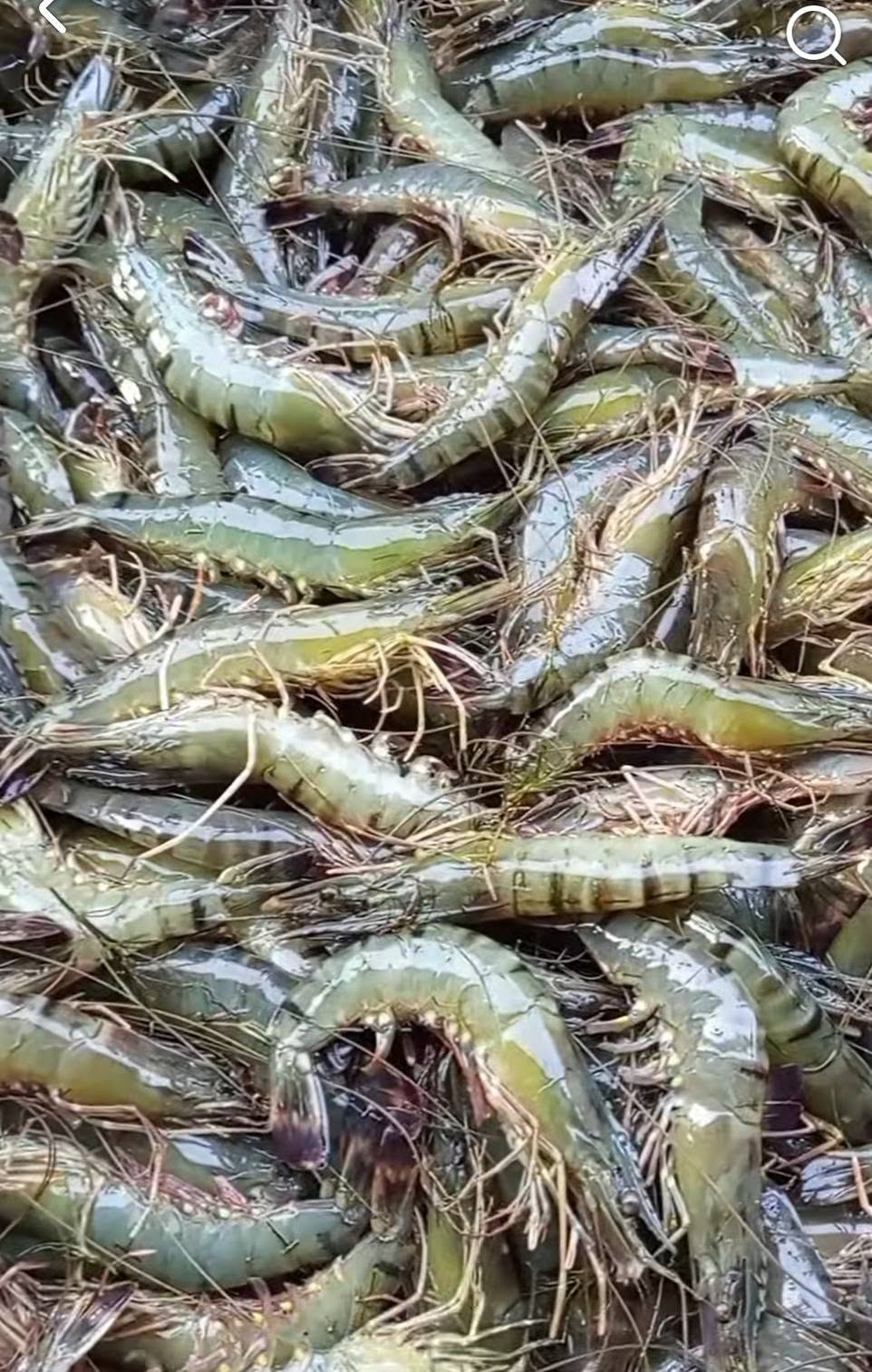 সামুদ্রিক মাছের প্যাকেজ
