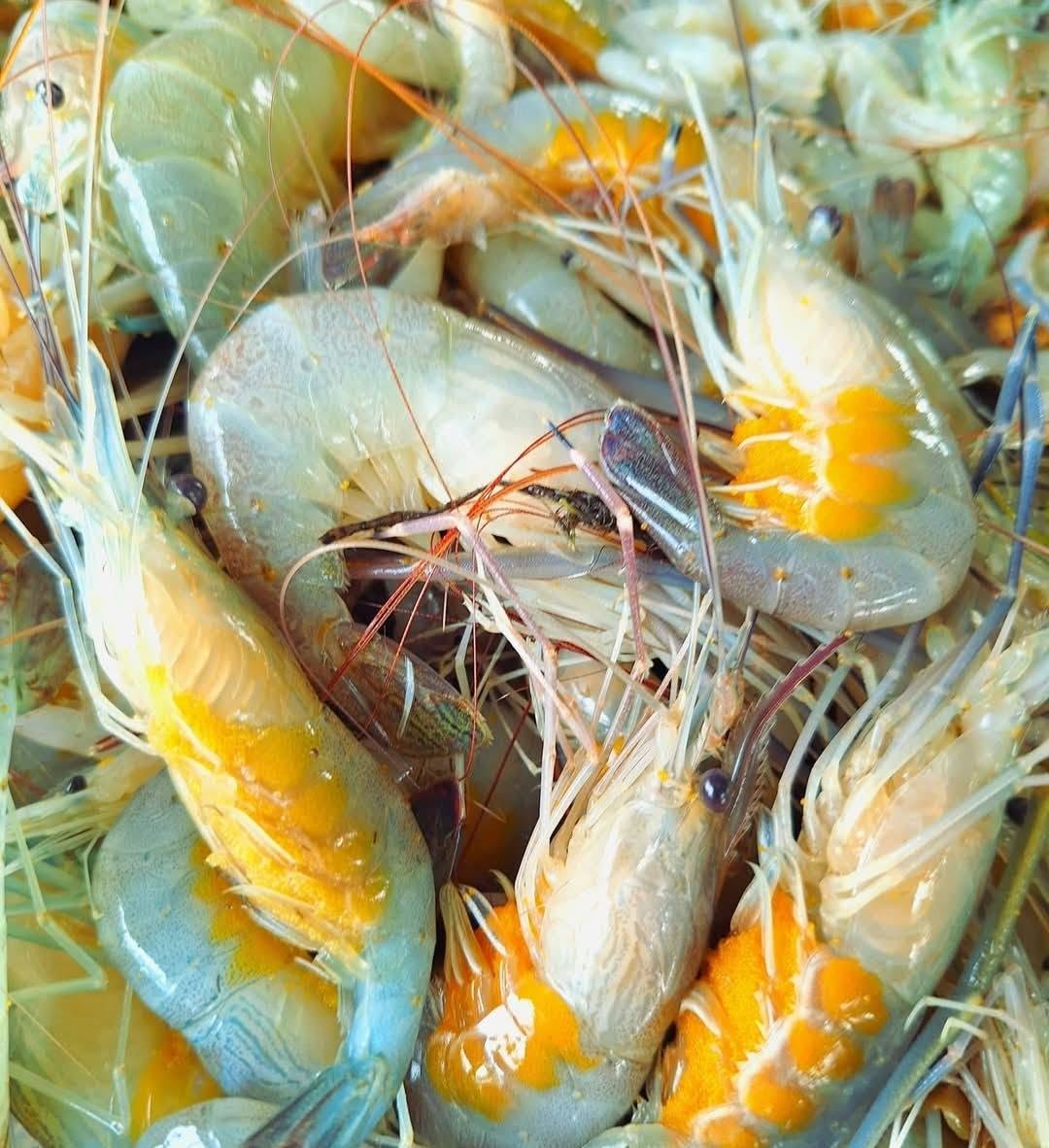 সামুদ্রিক মাছের প্যাকেজ
